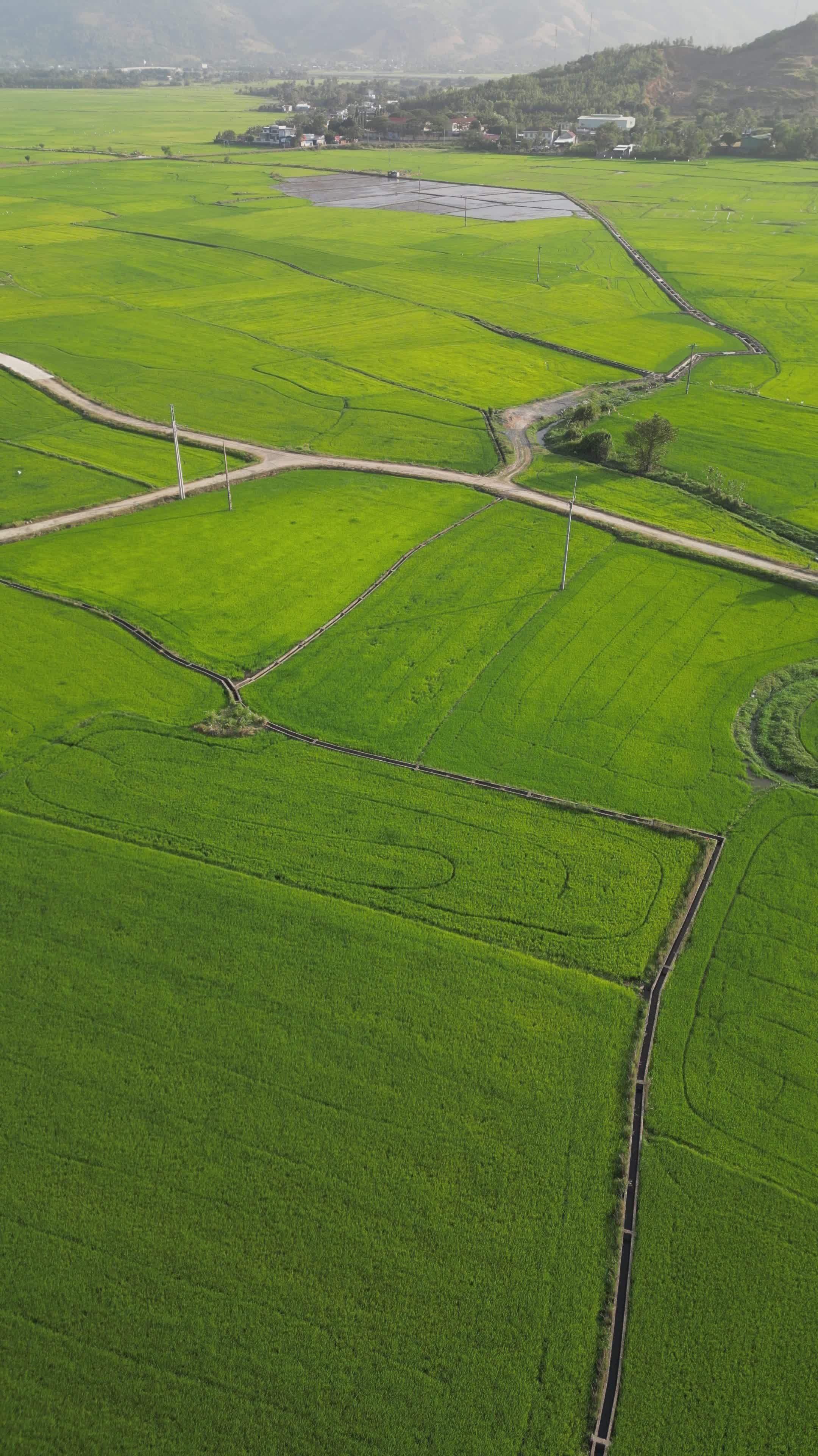 Aerial View of Lush Green Rice Fields in Vietnam Free Stock Video ...