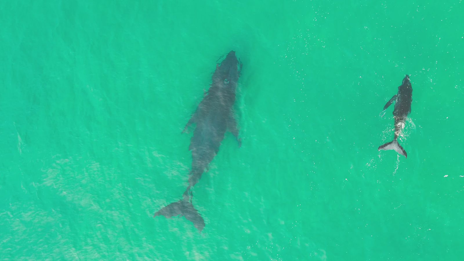 Aerial Drone Footage of Humpback Whale and Calf Free Stock Video ...