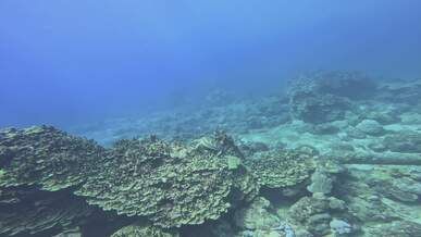 explore vibrant marine life in coral reefs