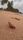 crab
