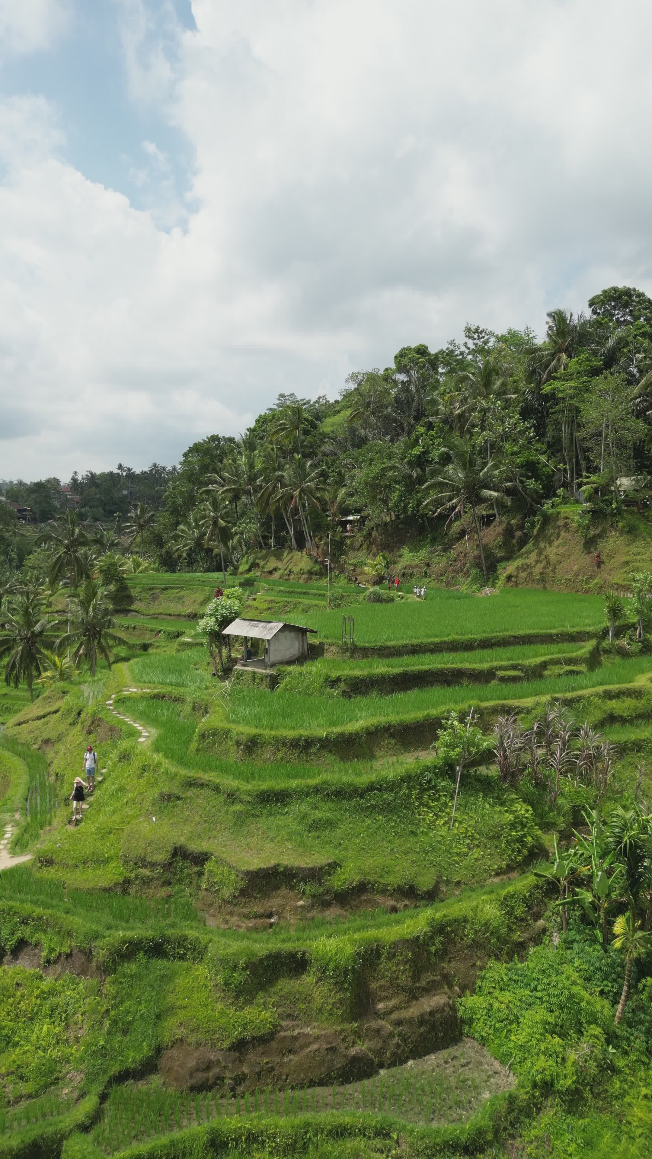 Lush Green Rice Terraces in Scenic Landscape Free Stock Video Footage ...