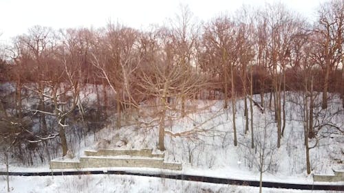 Filari Di Alberi Spogli Durante L'inverno