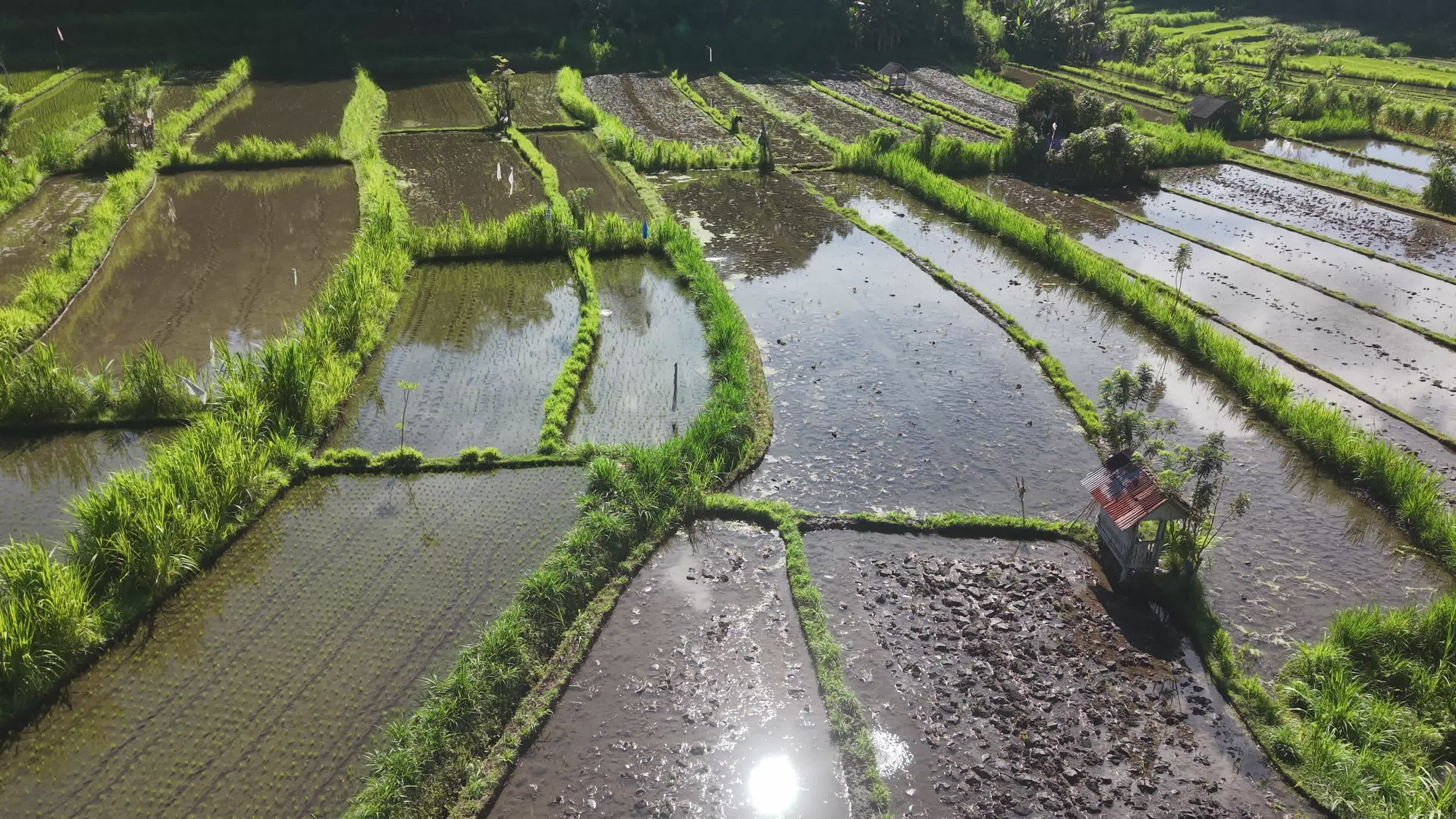 Lush Green Terraced Rice Fields Aerial View Free Stock Video Footage ...