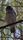 flying owl