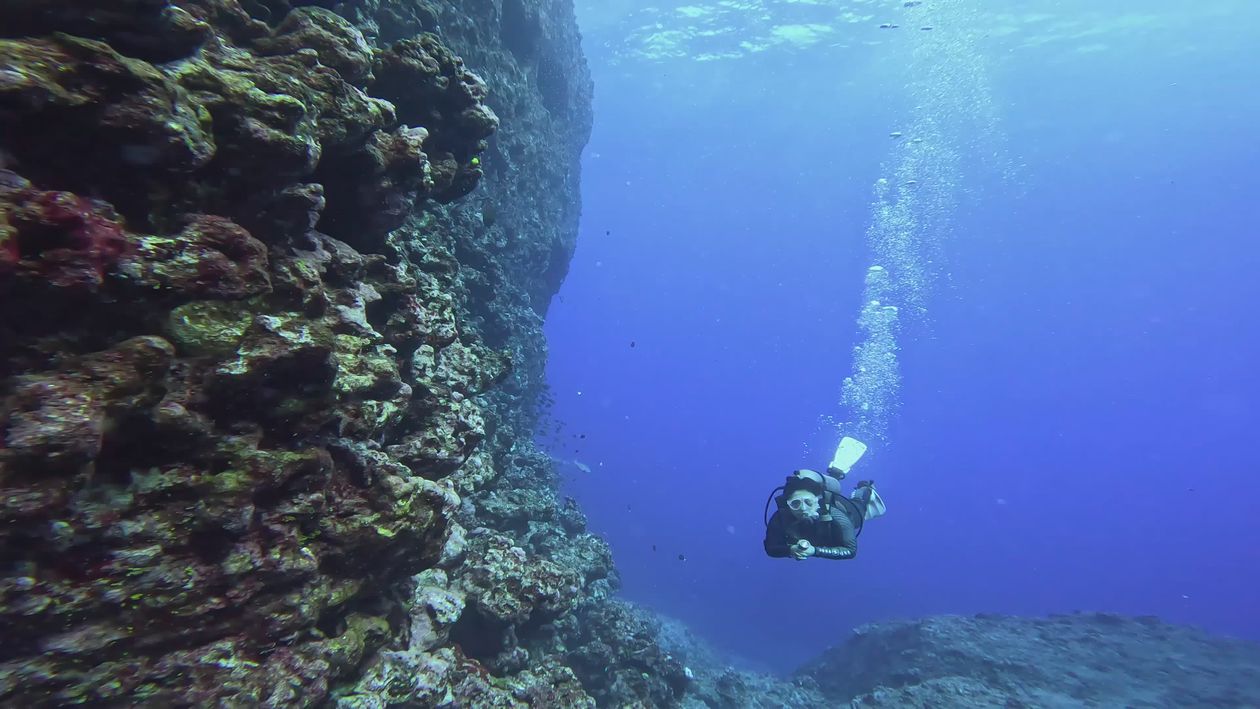 Scuba Diver Exploring Vibrant Coral Reef Free Stock Video Footage ...
