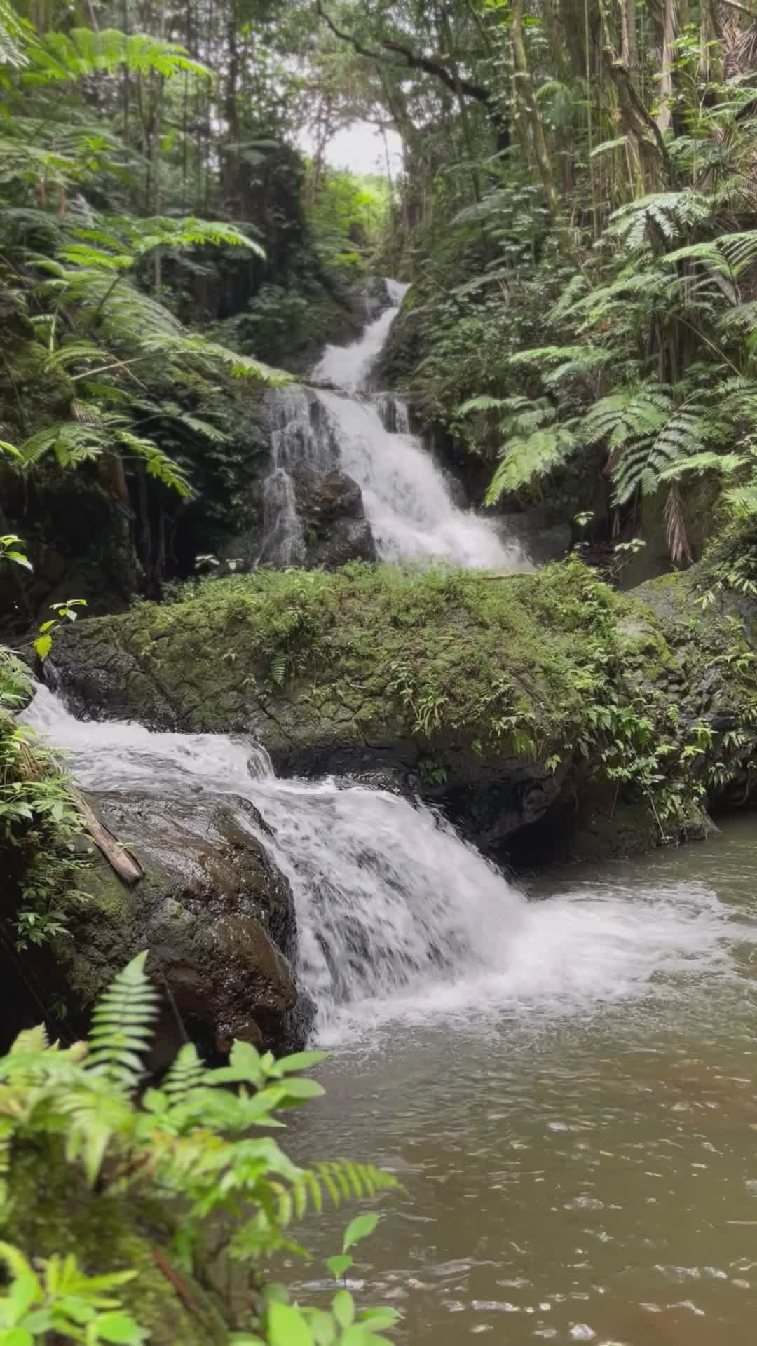 Video by Emily  H