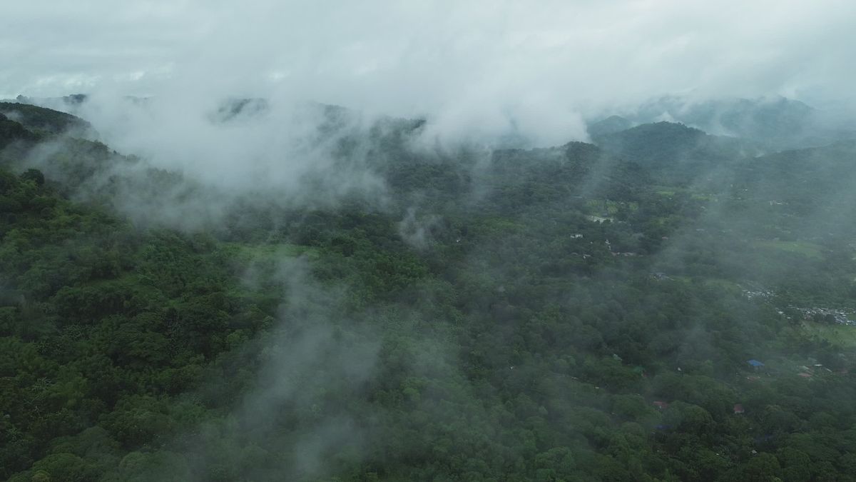 Aerial View of Lush Green Rainforest Landscape Free Stock Video Footage ...