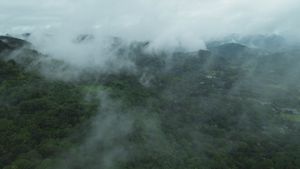 Aerial View of Lush Green Rainforest Landscape Free Stock Video Footage ...