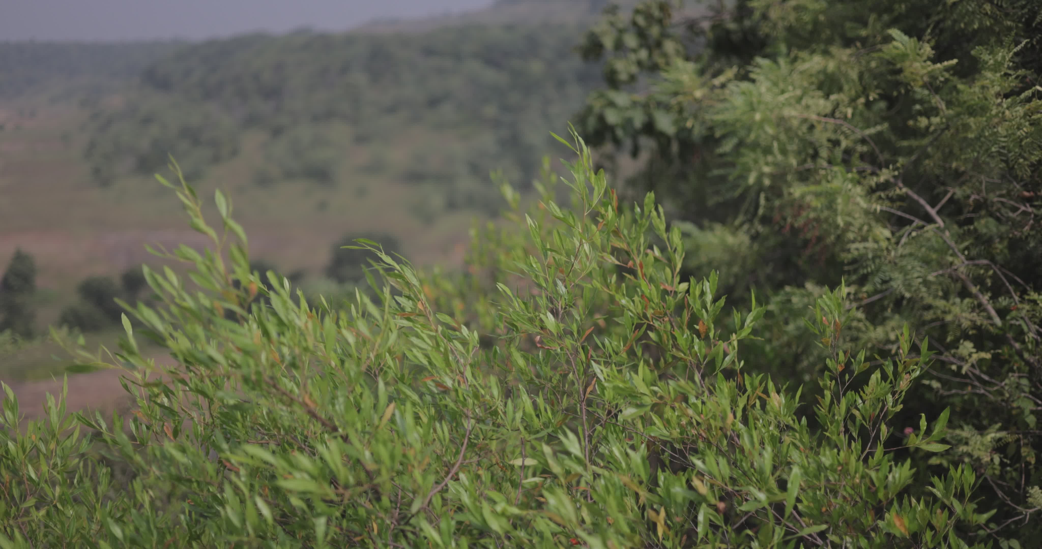 Video by Suresh Photography