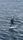 narwhal