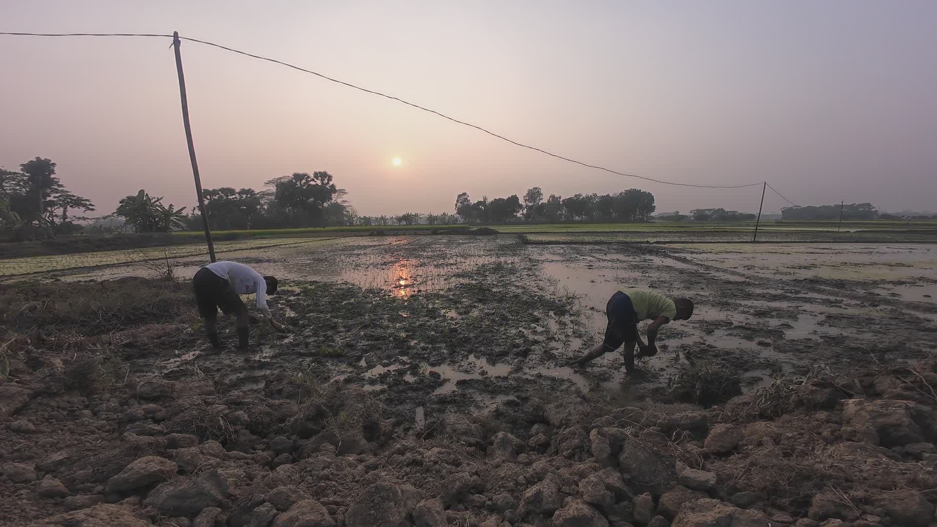 Farmers Tilling Rice Fields at Sunset in Bangladesh Free Stock Video ...