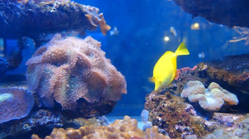 Colorful Marine Fishes Inside An Aquarium 