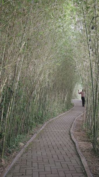 竹林走视频素材