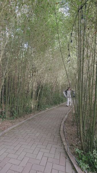 竹林挖东西视频素材
