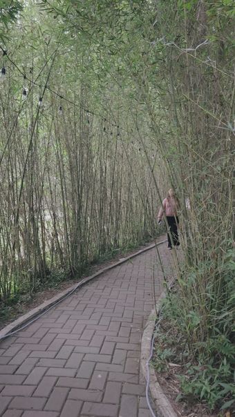 竹林挖东西视频素材