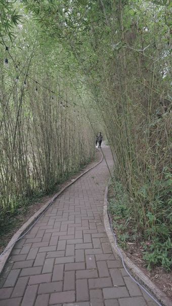 竹林走视频素材
