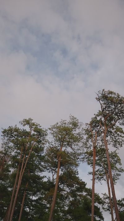 Airam Dato-on's nature timelapse video