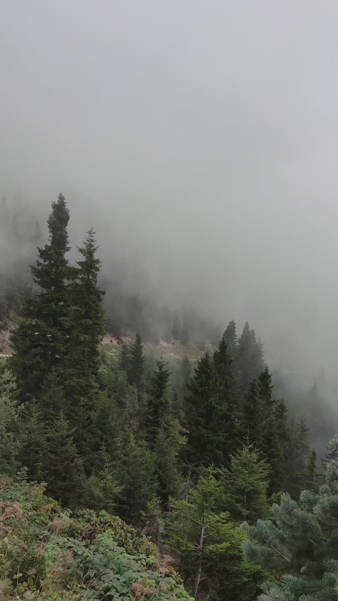 misty evergreen forest on a cloudy day 36111693 — free pexels stock footage