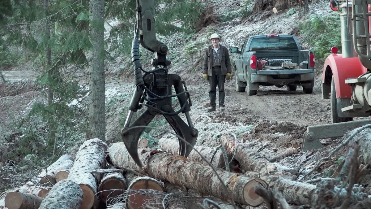 Forest Logging Operation with Heavy Machinery Free Stock Video Footage ...