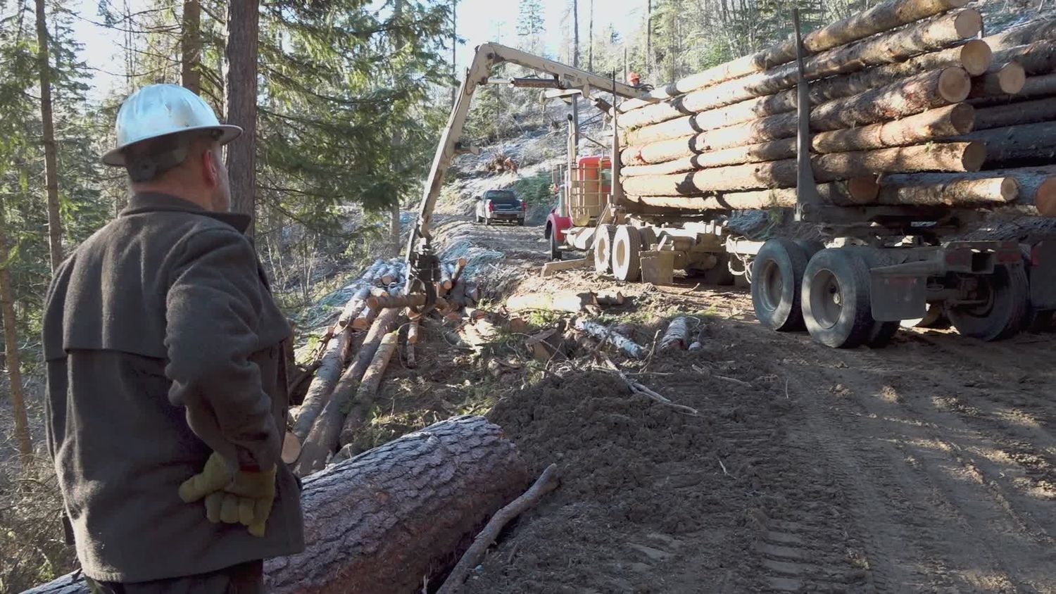 Logging Videos, Download The BEST Free 4k Stock Video Footage & Logging ...