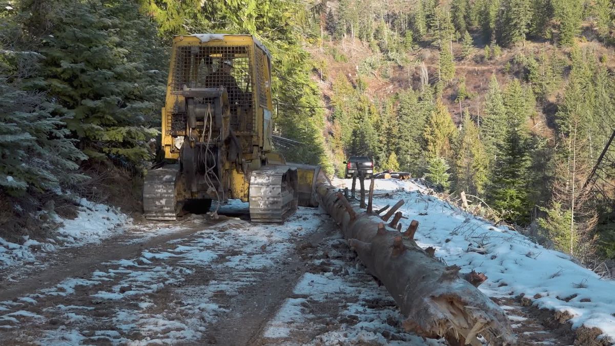 Forest Logging Operation with Heavy Machinery Free Stock Video Footage ...