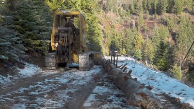 Forest Logging Operation with Heavy Machinery Free Stock Video Footage ...