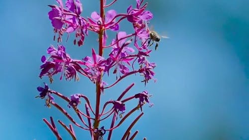 A Bee On A Flower