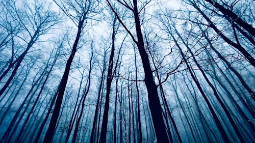 Basso Angolo Di Vista Di Alberi Ad Alto Fusto