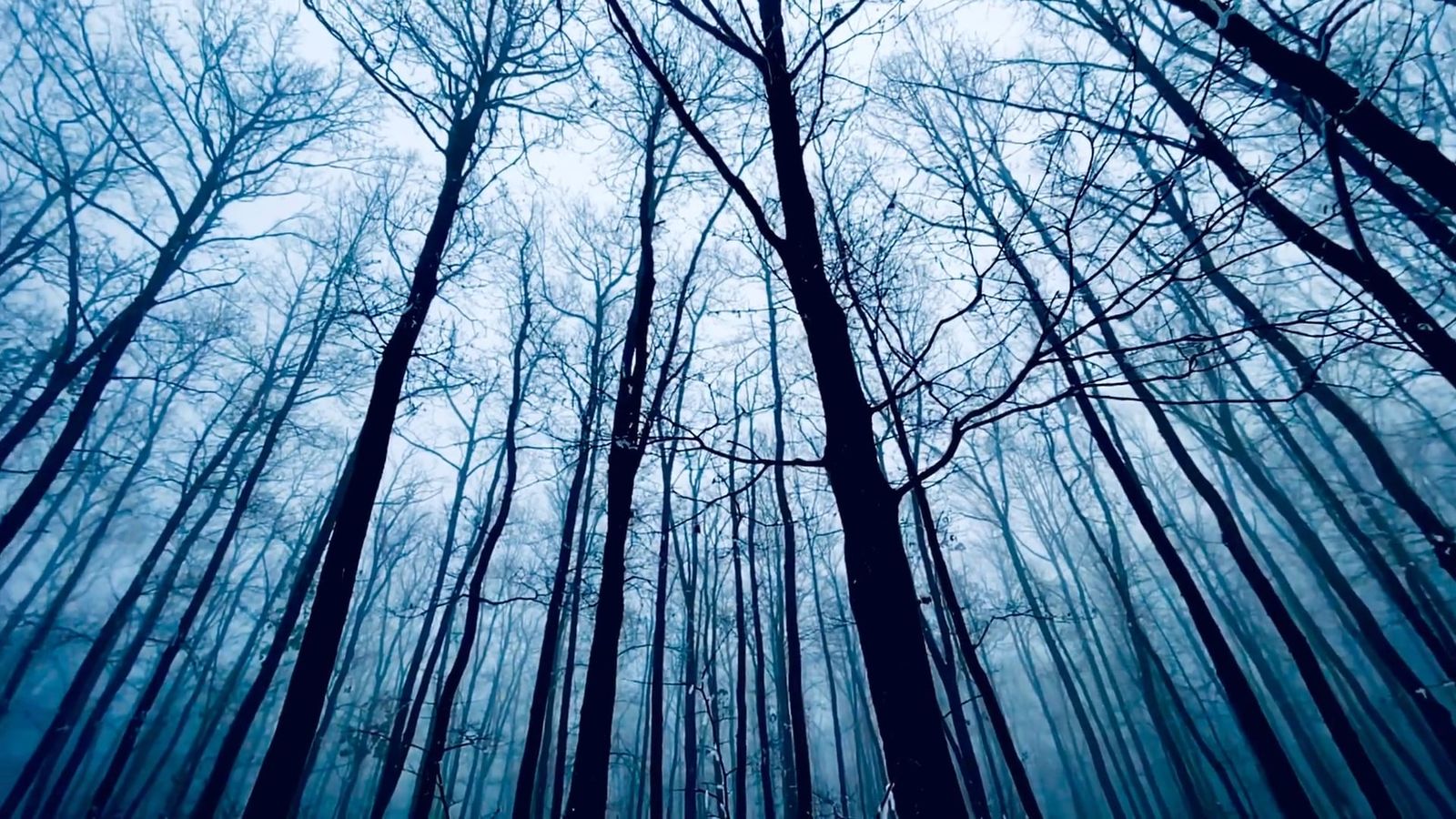 Fog Videos Download The Best Free 4k Stock Video Footage Fog Hd