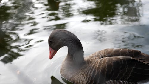 Close Up Footage Of A Duck In The Water