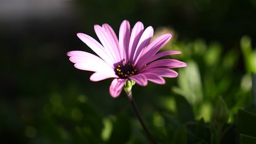 Close Up of a Flower 