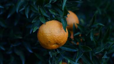 an orange fruit unharvested on its tree