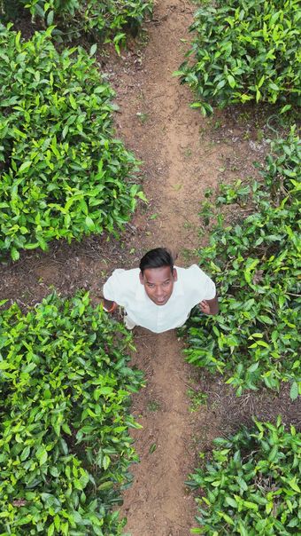 茶农采茶视频素材视频素材高清视频高清视频视频素材