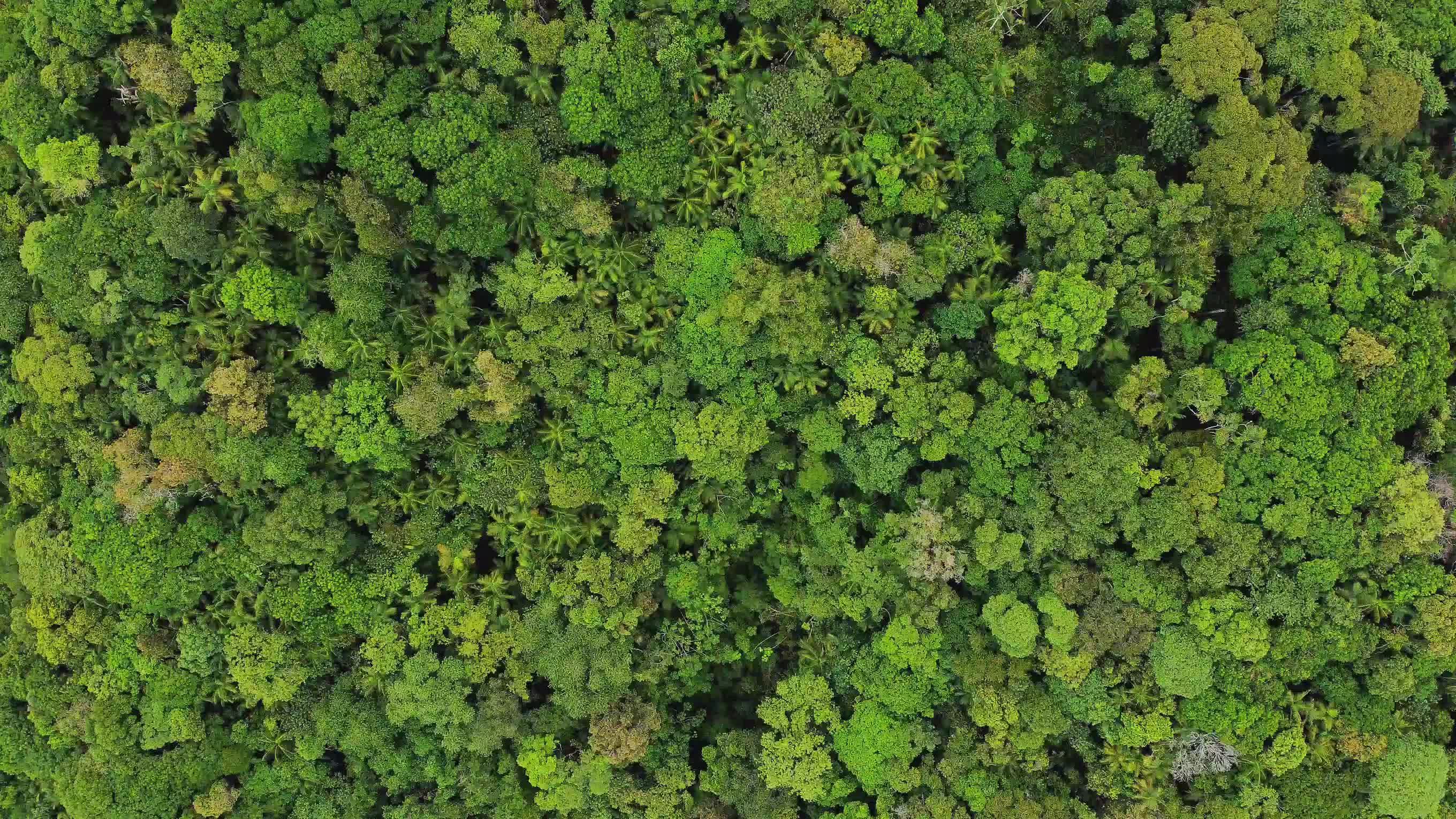 Aerial View of Dense Tropical Forest Canopy Free Stock Video Footage ...