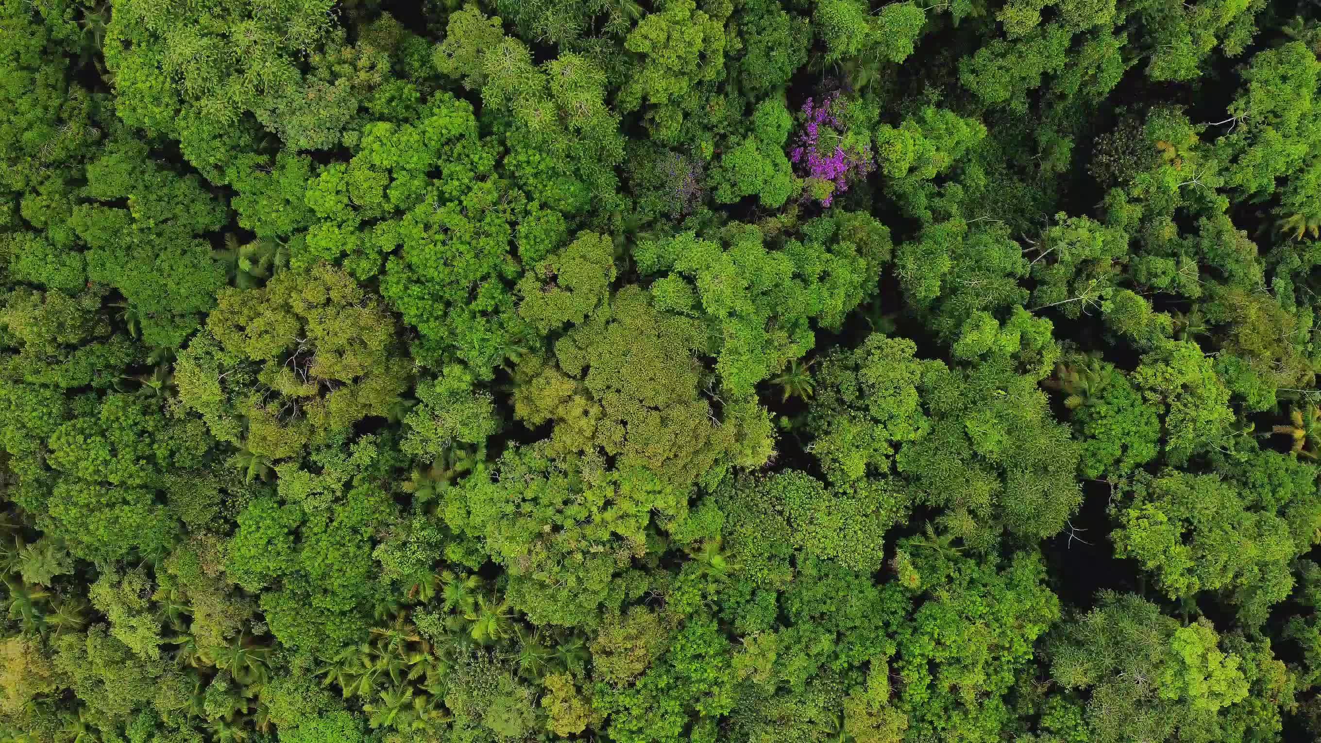 Lush Green Tropical Forest Aerial View Free Stock Video Footage ...