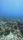 coral reef