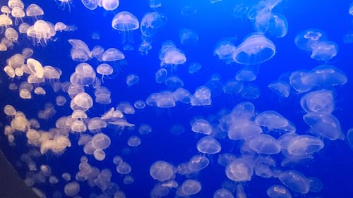 A Swarm Of Jellyfish On Display In A Large Aquarium