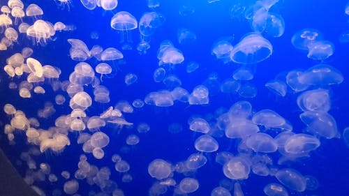 Group Of Jelly Fish In The Aquarium