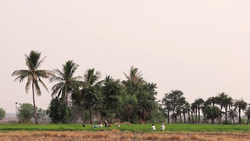 Eine Gruppe Von Frauen, Die In Einem Reisfeld Arbeiten