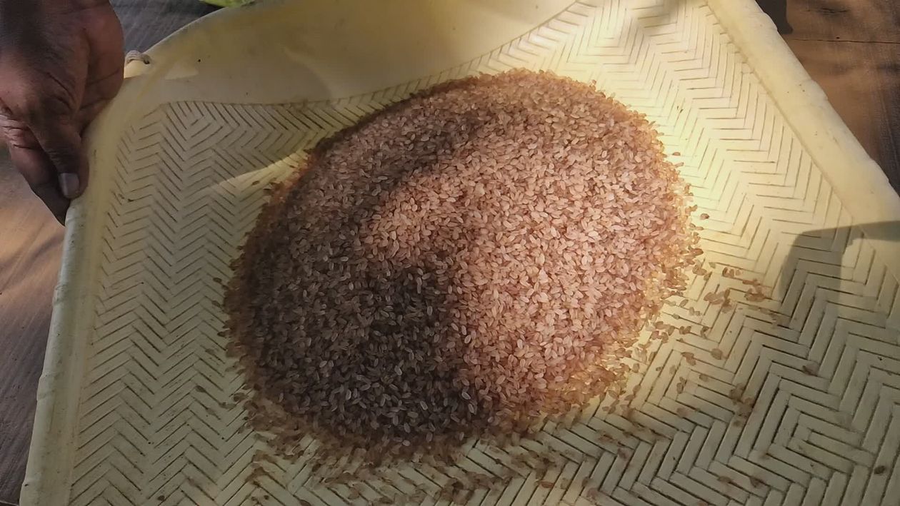 How Is Rice Sorted Manual Rice Sorting on a Traditional Basket Free Stock Video Footage ...