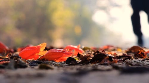 A Person Stepping On Fallen Leaves And Flowers While Running