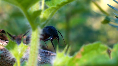 A Black Ant Crawling On The Branch Of A Tree