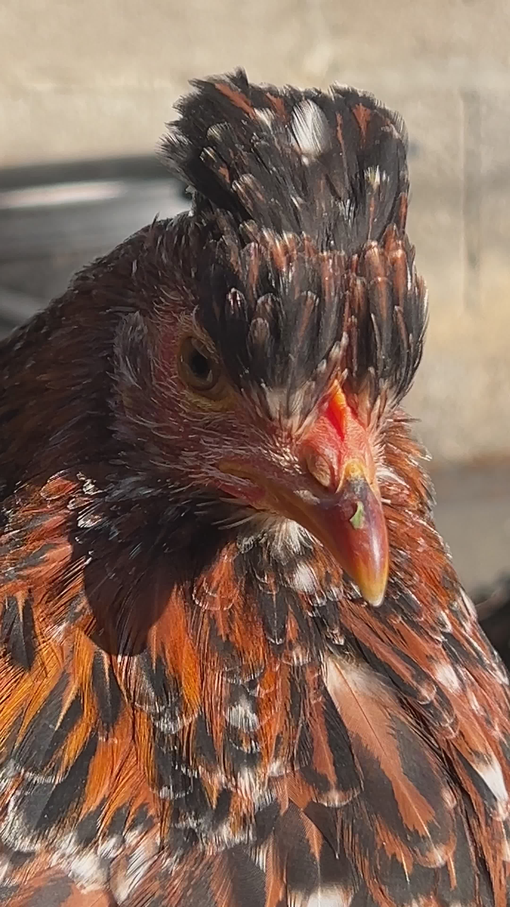 Chicken Texture Videos, Download The BEST Free 4k Stock Video Footage ...