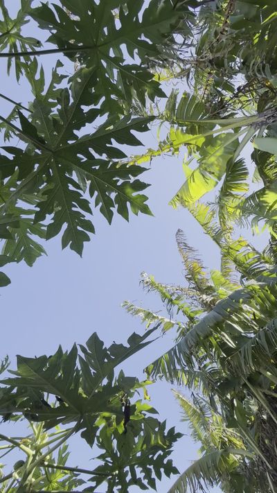 Jarol Lopez's nature timelapse video