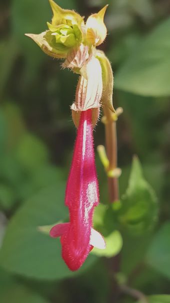 花免费下载免费下载免费下载视频素材