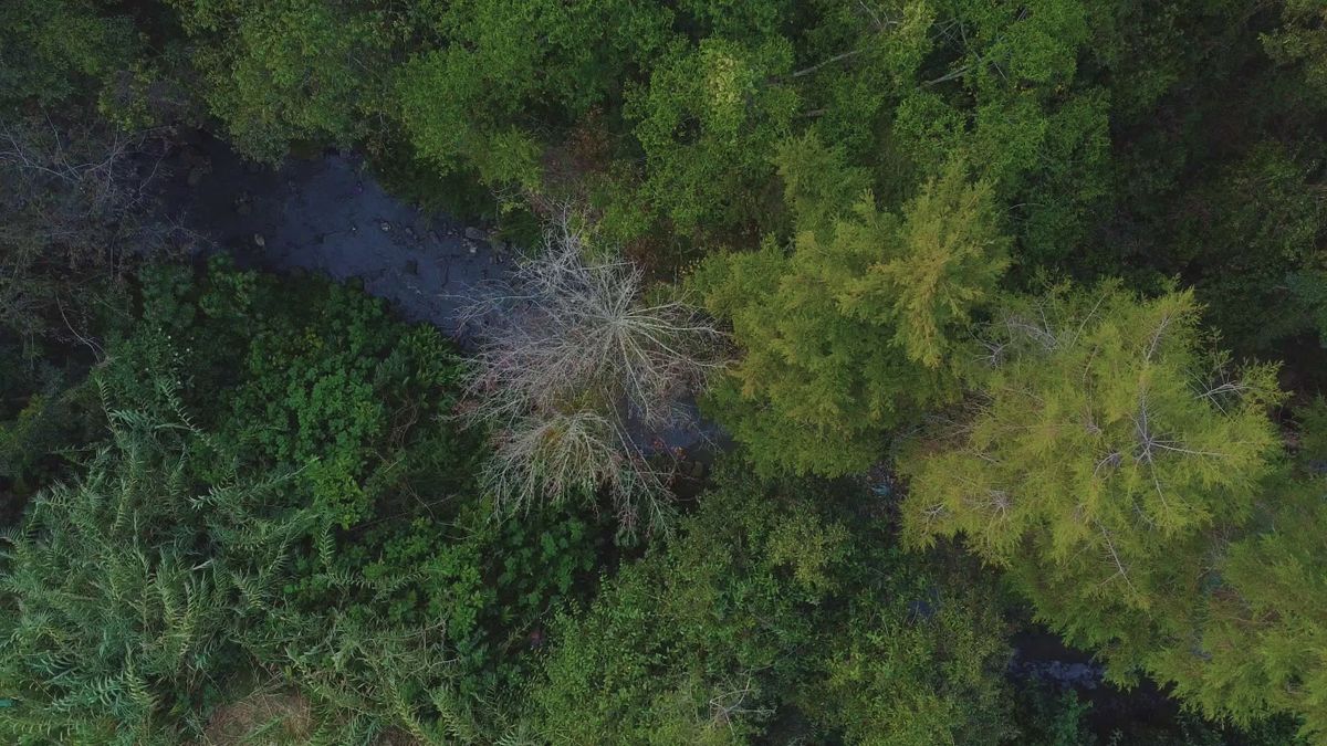 Lush Green Tropical Forest Aerial View Free Stock Video Footage ...