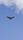 hawk