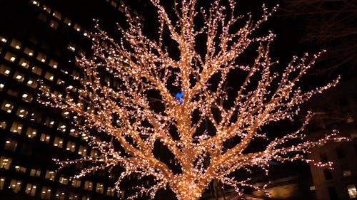 A Tree Full Of Christmas Lights