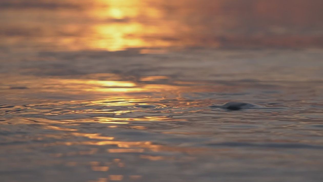 Golden Sunset Reflections on Calm Ocean Waves Free Stock Video Footage ...