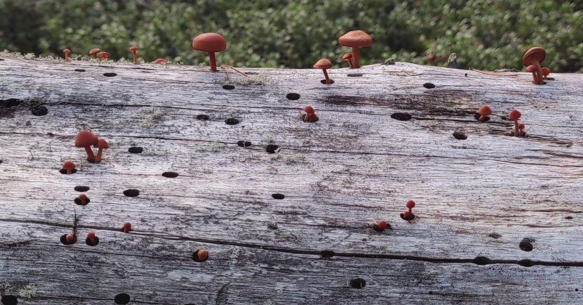 Homgod Rojos Hongos Rojos Creciendo En Un Tronco Caído En El Bosque · Vídeo de stock ...
